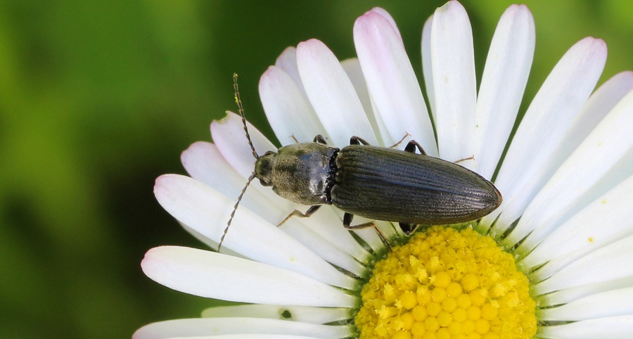 Dicronychus cinereus (cfr.), Elateridae